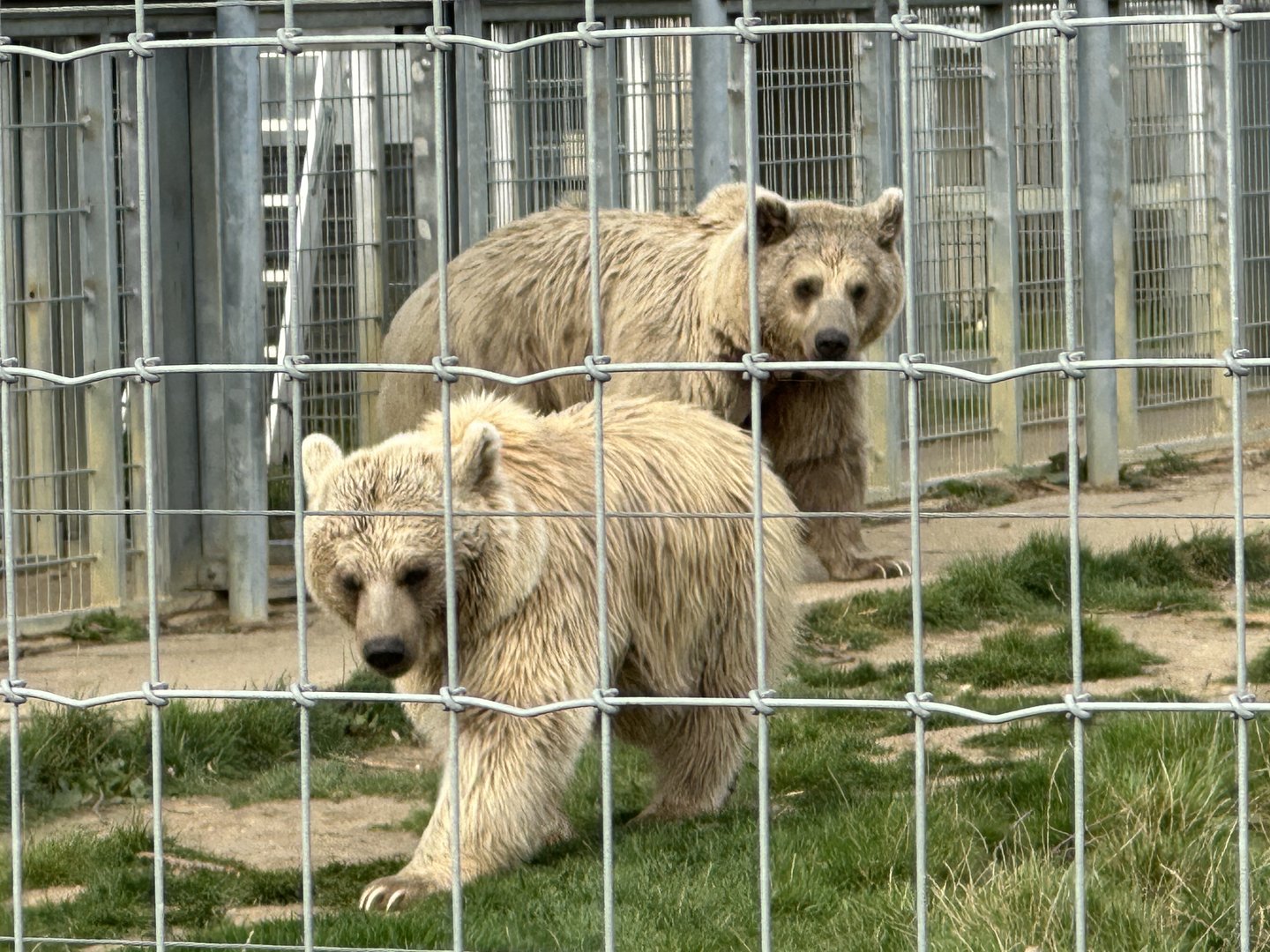 Syrian Brown Bears at Hamerton Zoo Park (October 2023)