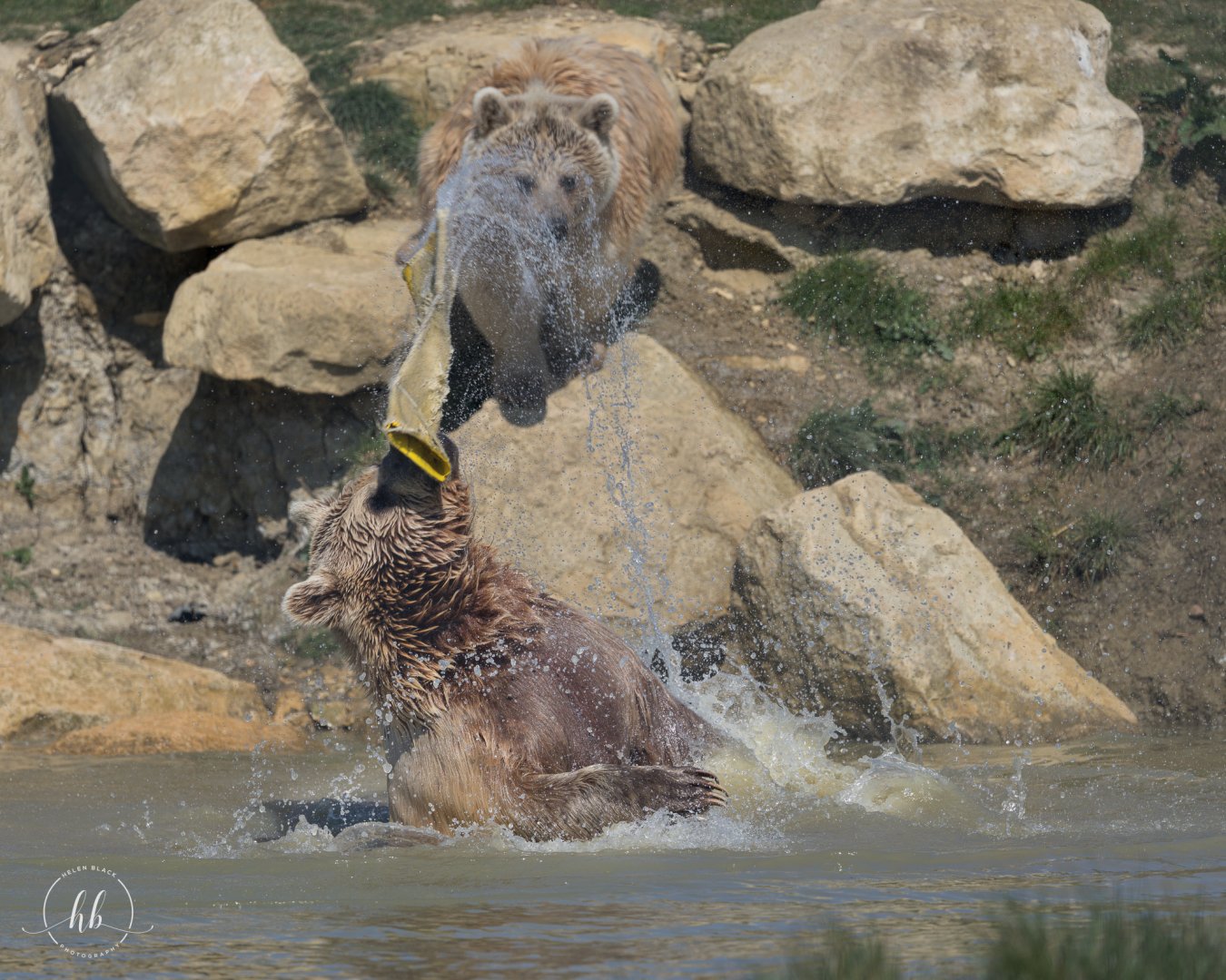 Syrian Brown Bears / Hamerton / 3-4-25