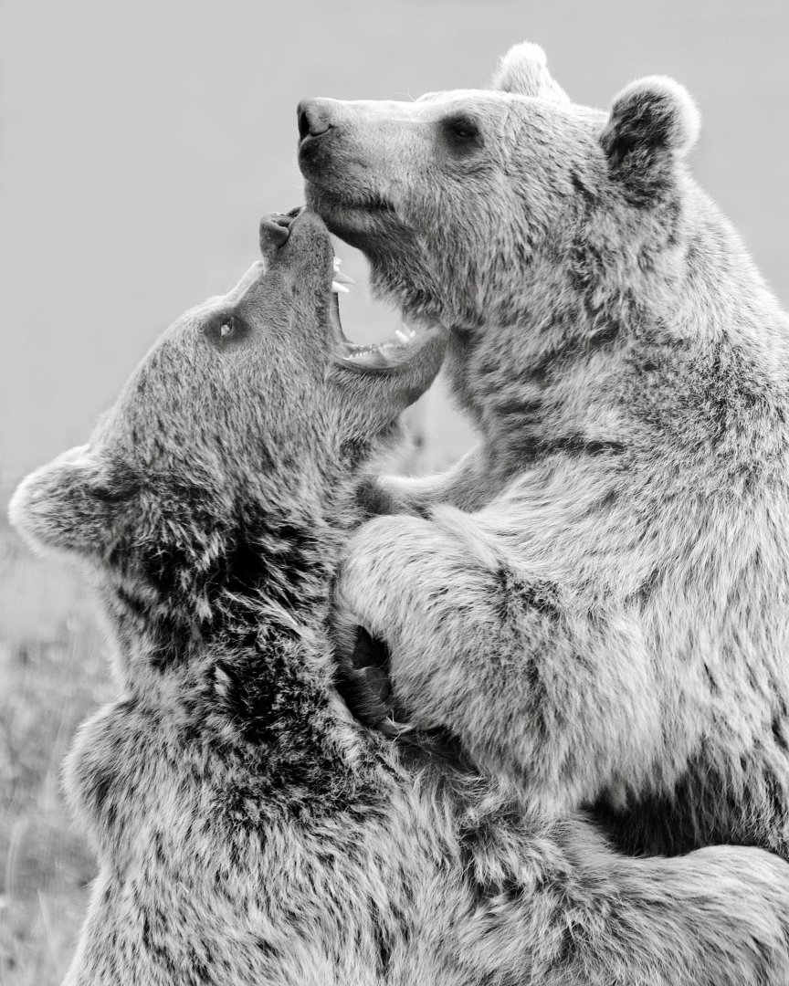 Syrian Brown Bears in Mono - 30/08/2020