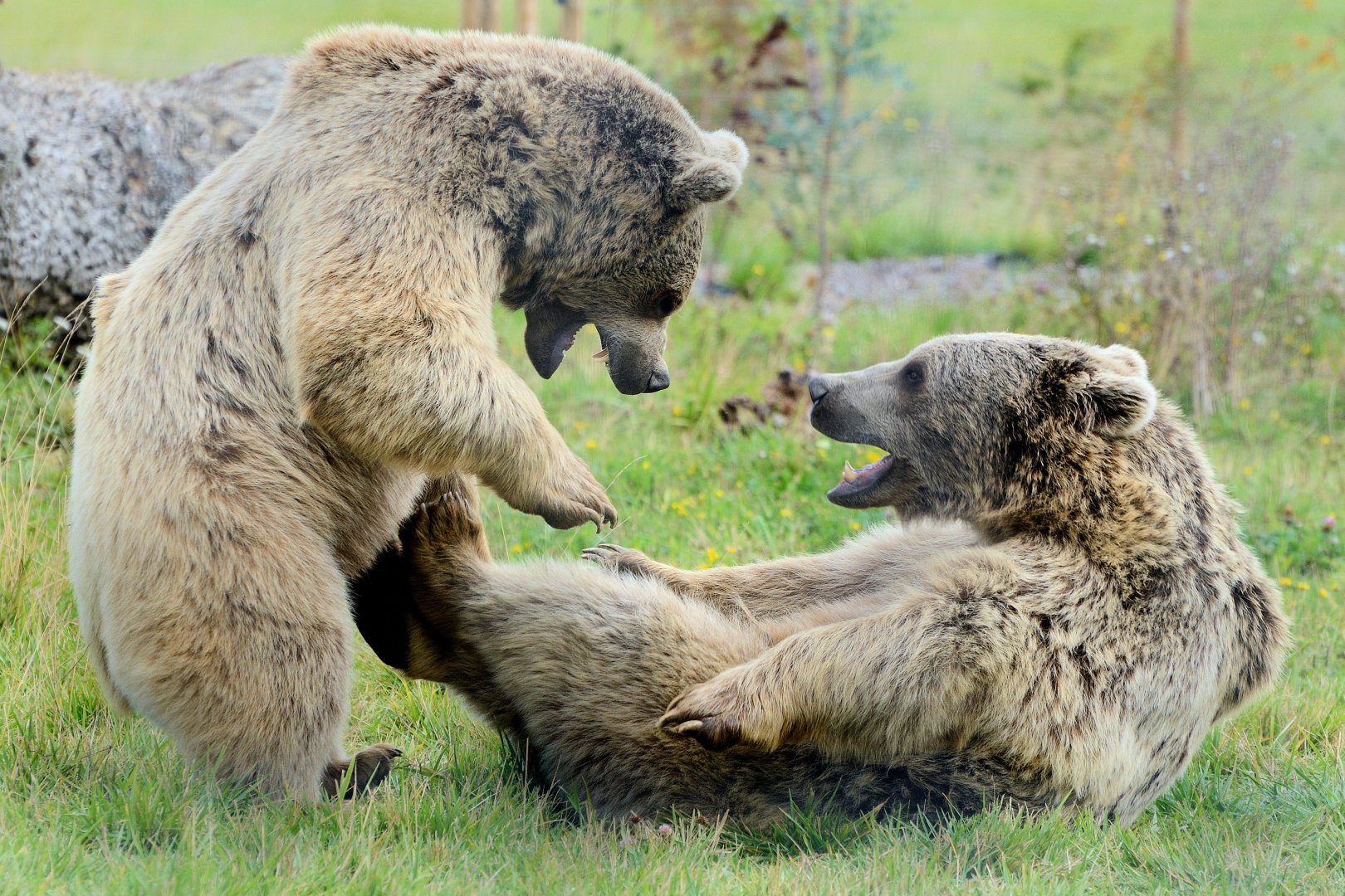 Syrian Brown Bears Wrestling - 30/08/2020