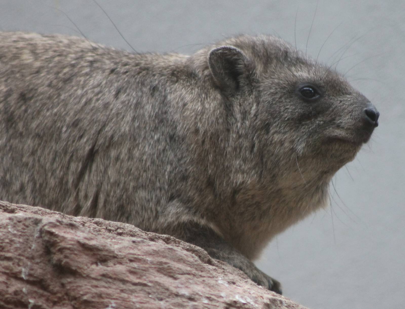 Syrian hyrax ( Procavia capensis syriacus )