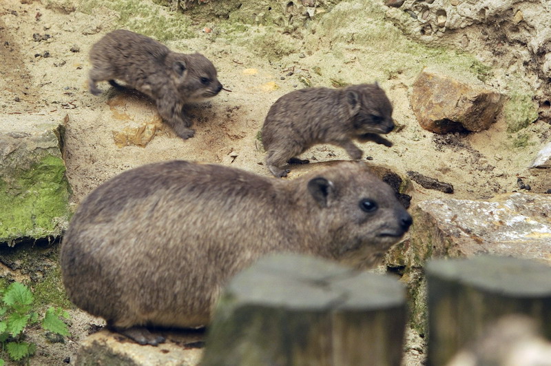 Syrian hyraxes at osnabrück zoo