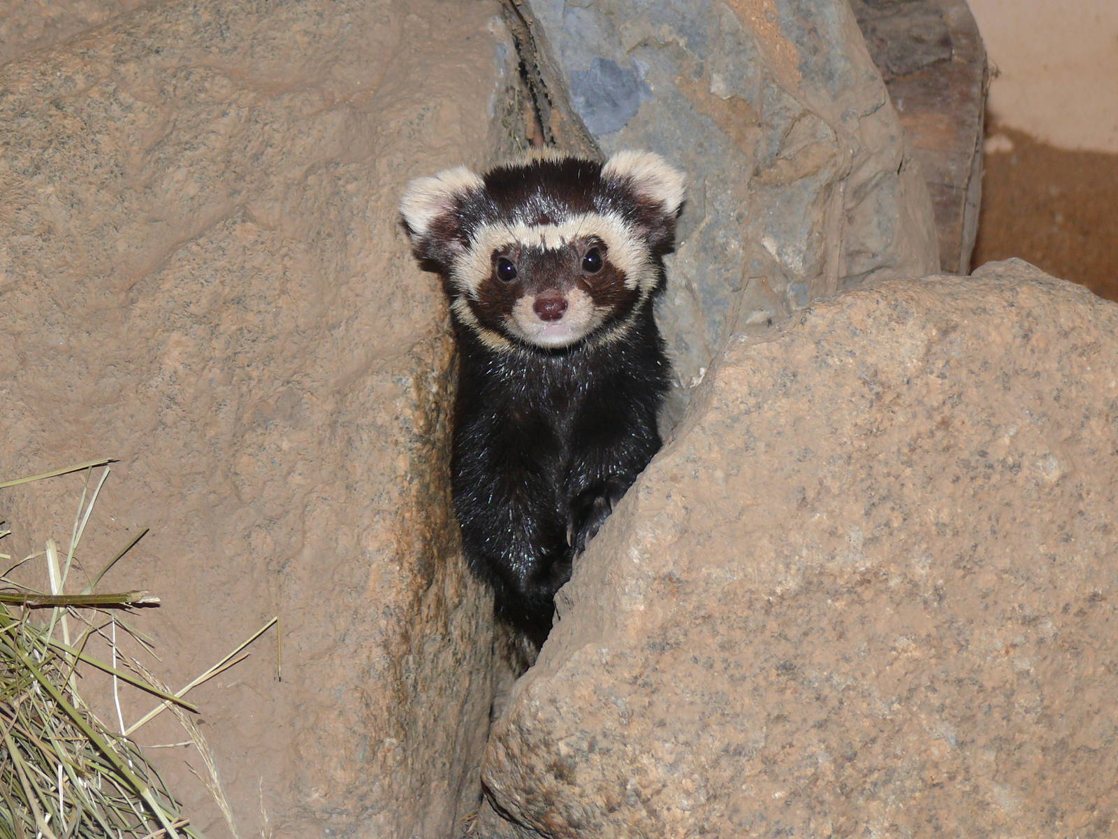 Syrian marbeled polecat