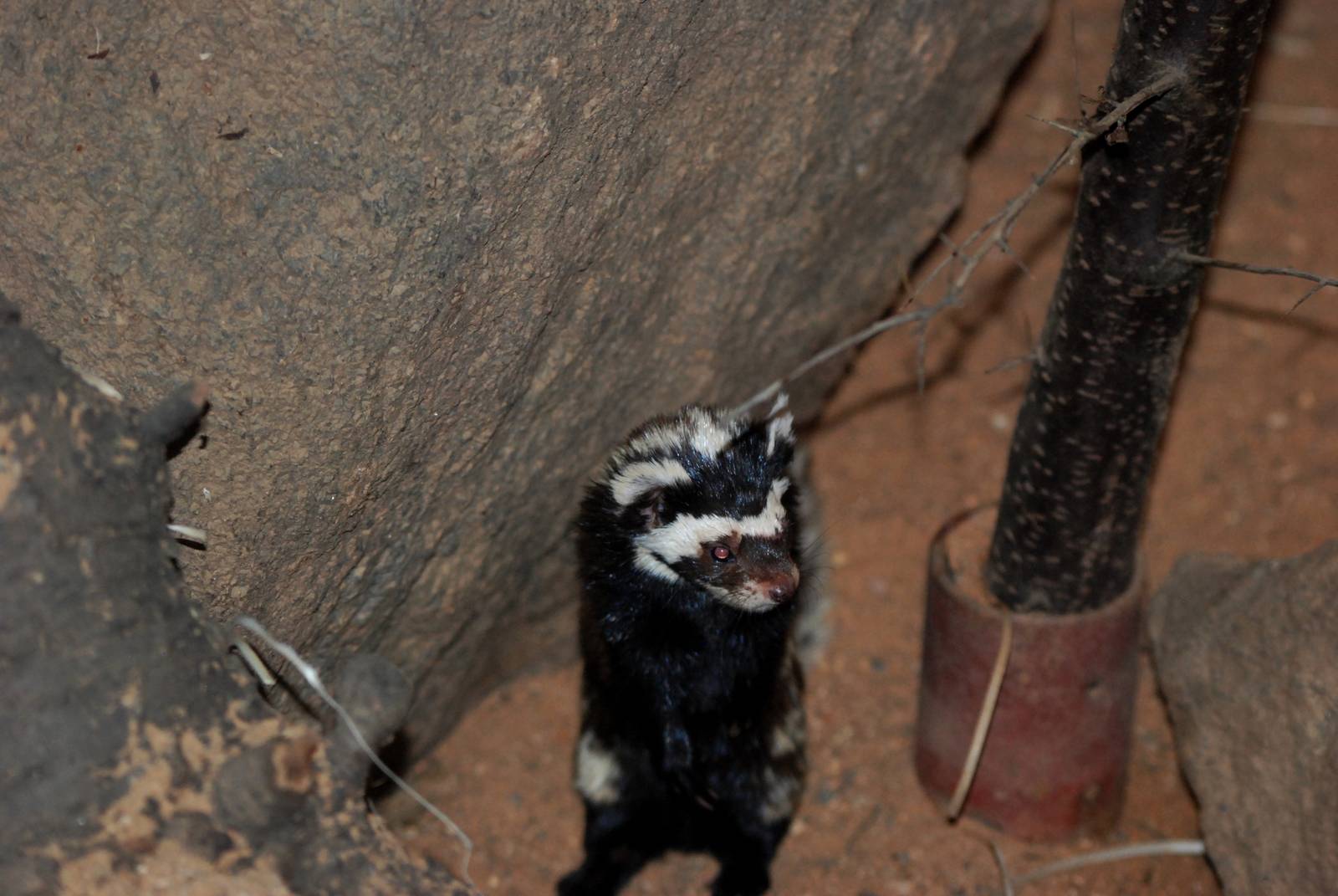 Syrian Marbled Polecat at Pilsen, 31/08/12
