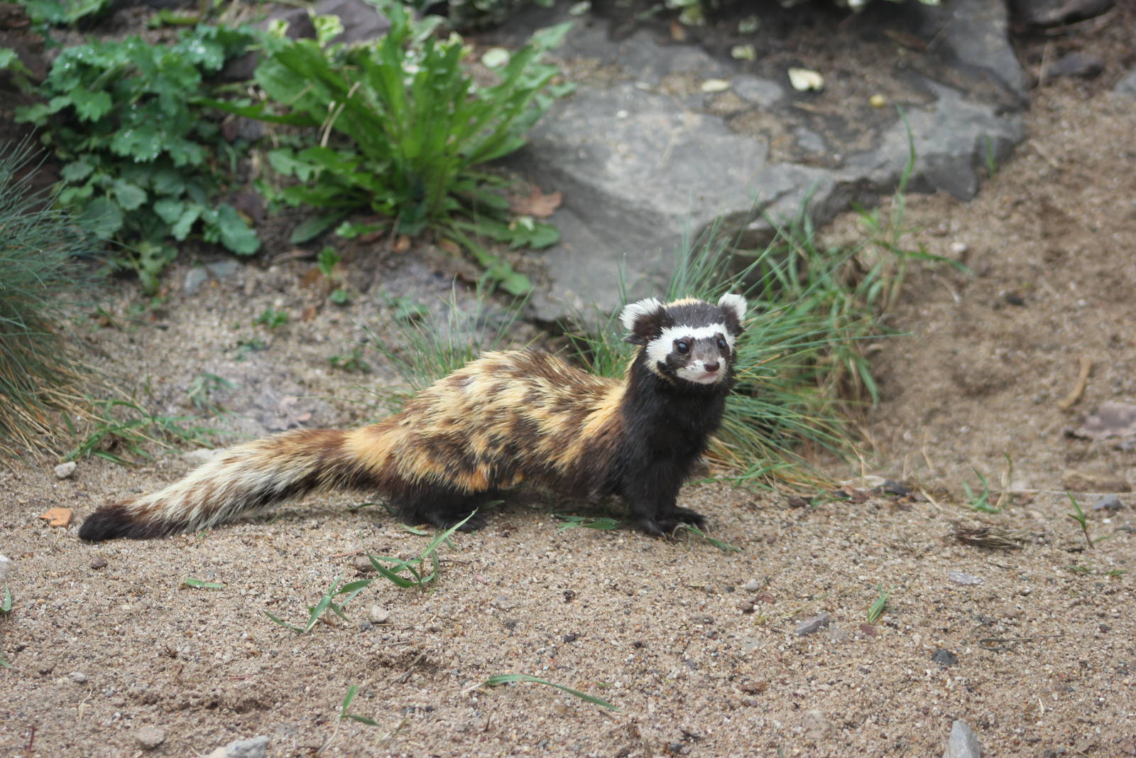Syrian marbled polecat