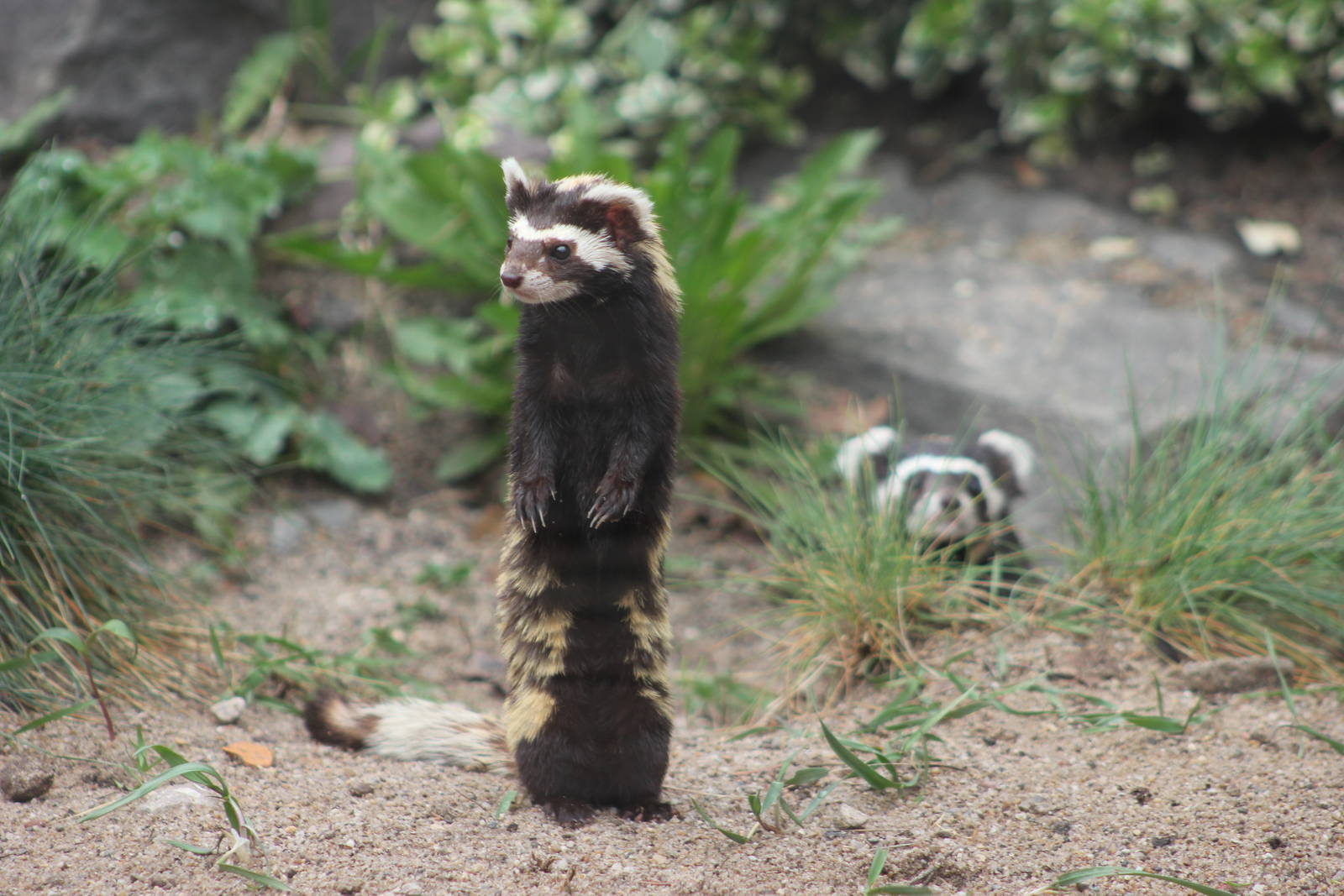 Syrian marbled polecat