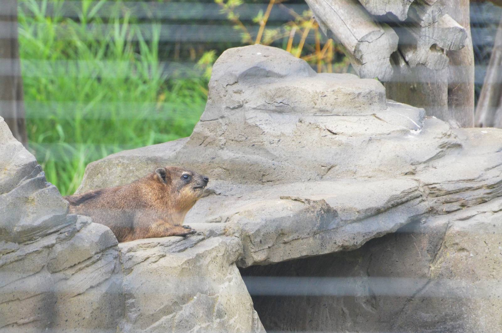 Syrian Rock Hyrax at Colchester, 13/08/16
