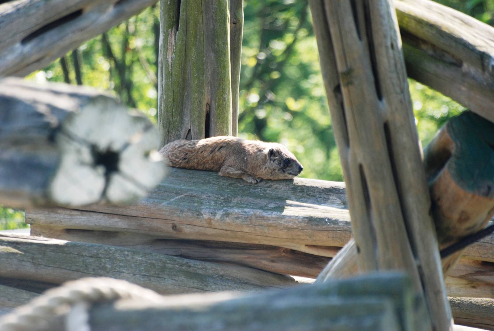 Syrian Rock Hyrax at Colchester, 28/05/12