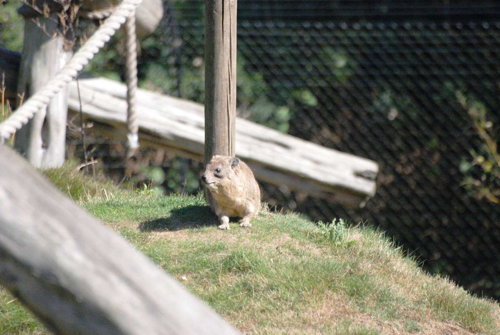 Syrian Rock Hyrax at Colchester, 31/08/13