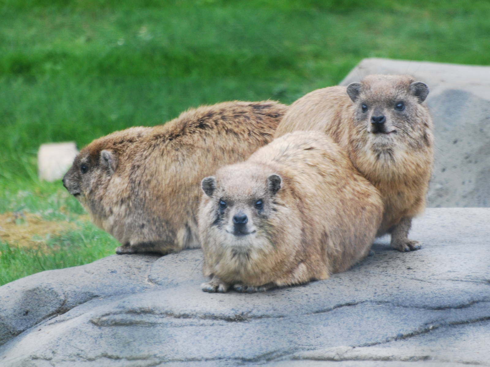 Syrian rock hyrax bundle