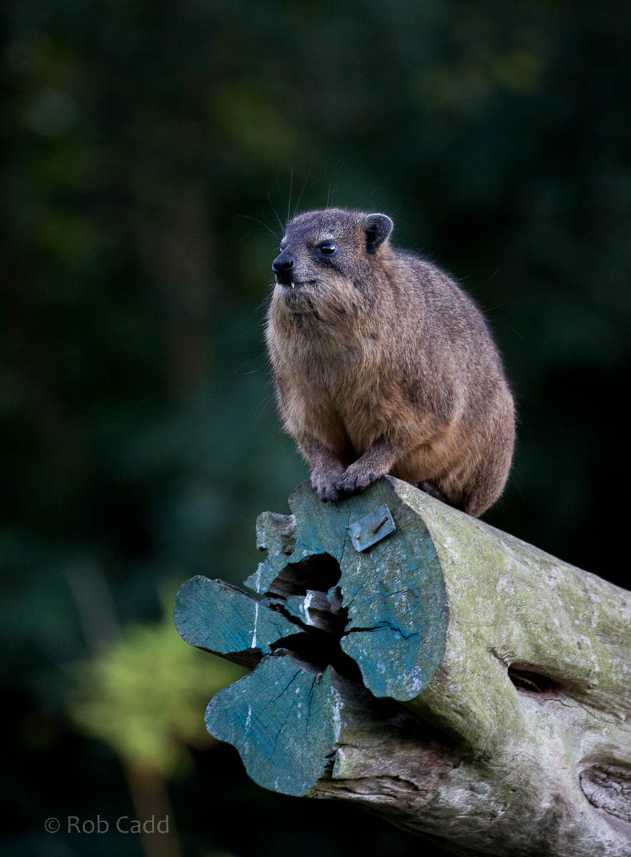 Syrian rock hyrax : Colchester : 19 Sep 2015
