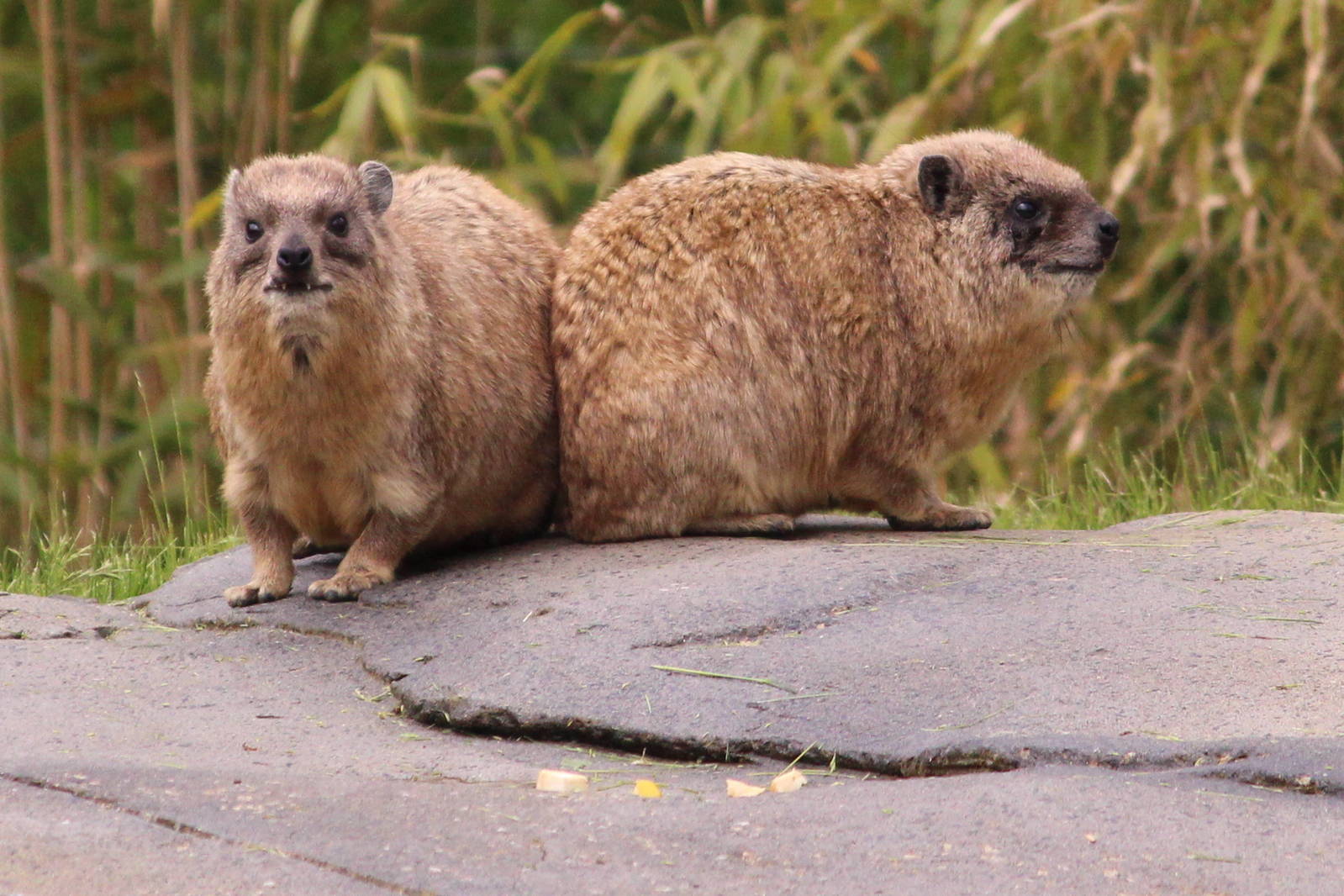 Syrian rock hyrax, June 2013