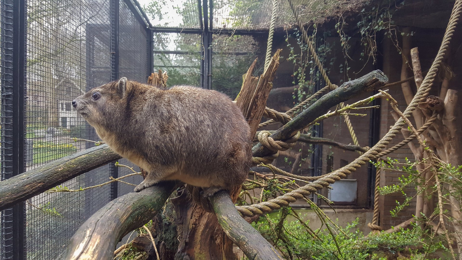 Syrian rock hyrax (Procavia capensis syriacus)