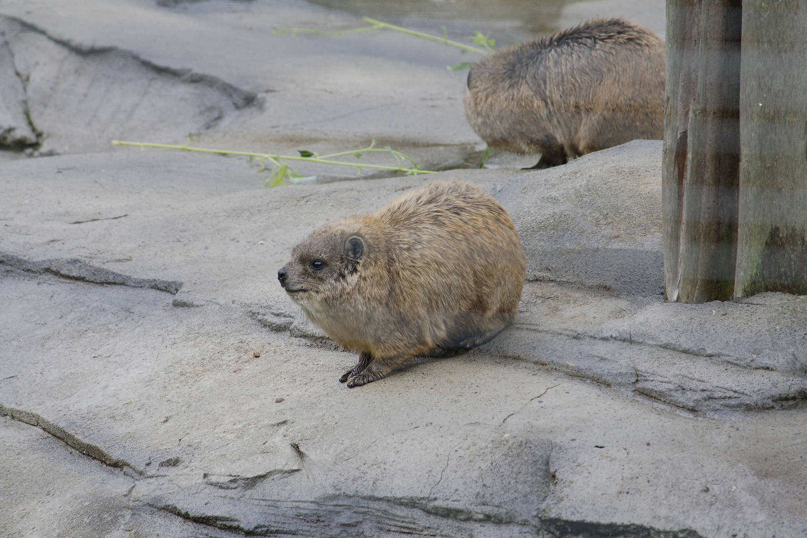 Syrian rock hyrax
