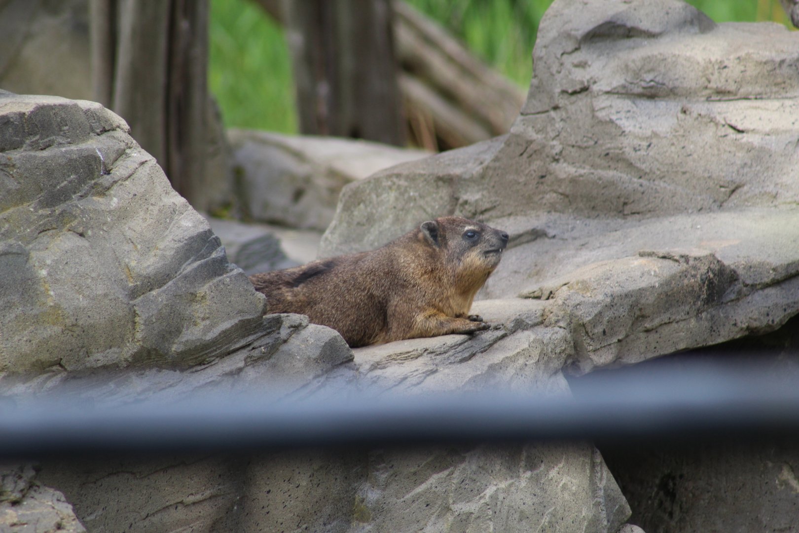 Syrian Rock Hyrax