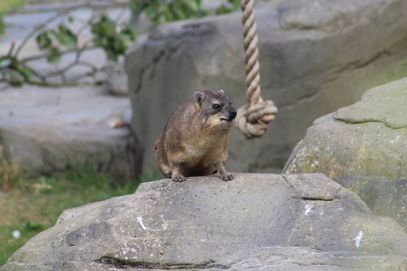 Syrian Rock Hyrax