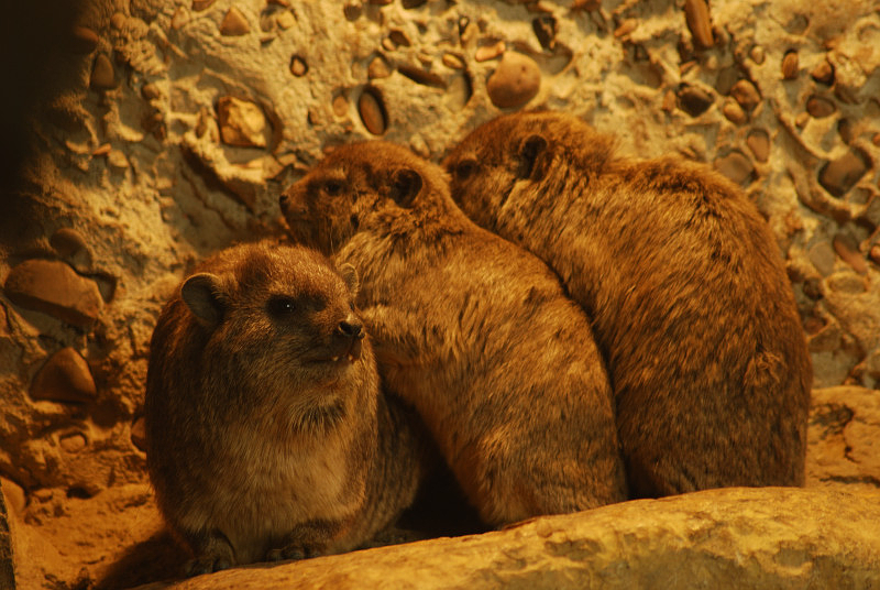 Syrian rock hyrax
