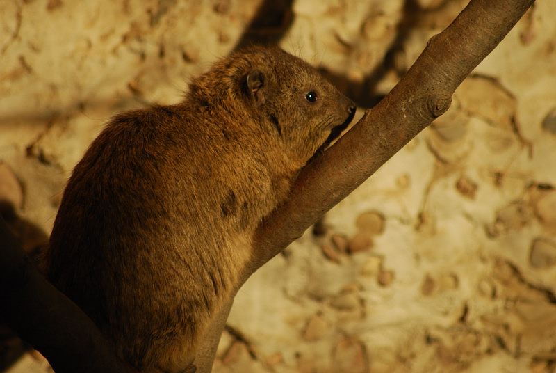 Syrian rock hyrax