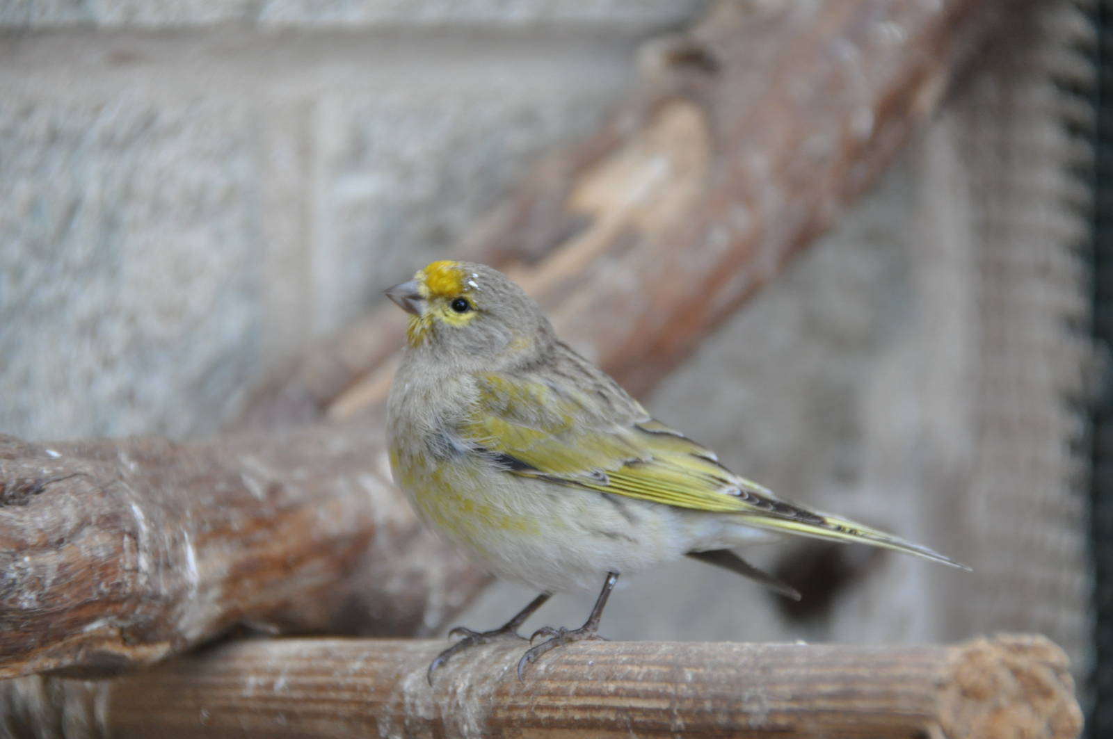 Syrian serin/ Serinus syriacus