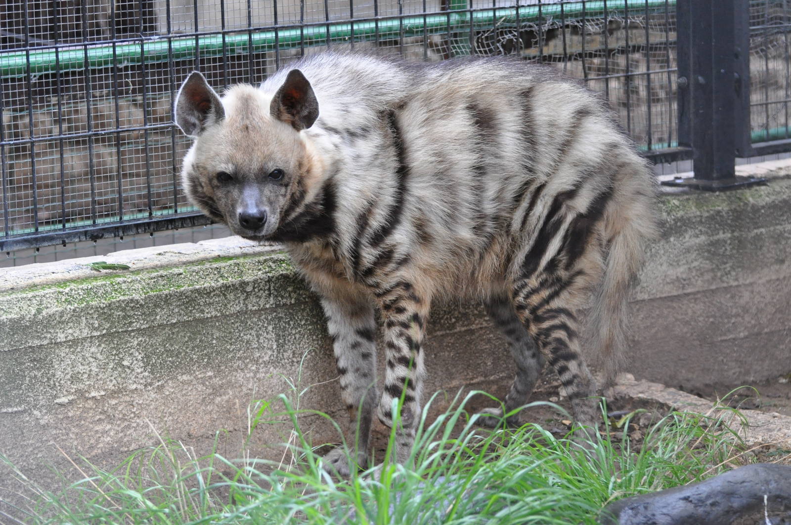 Syrian striped hyaena/ Hyaena hyaena syriaca
