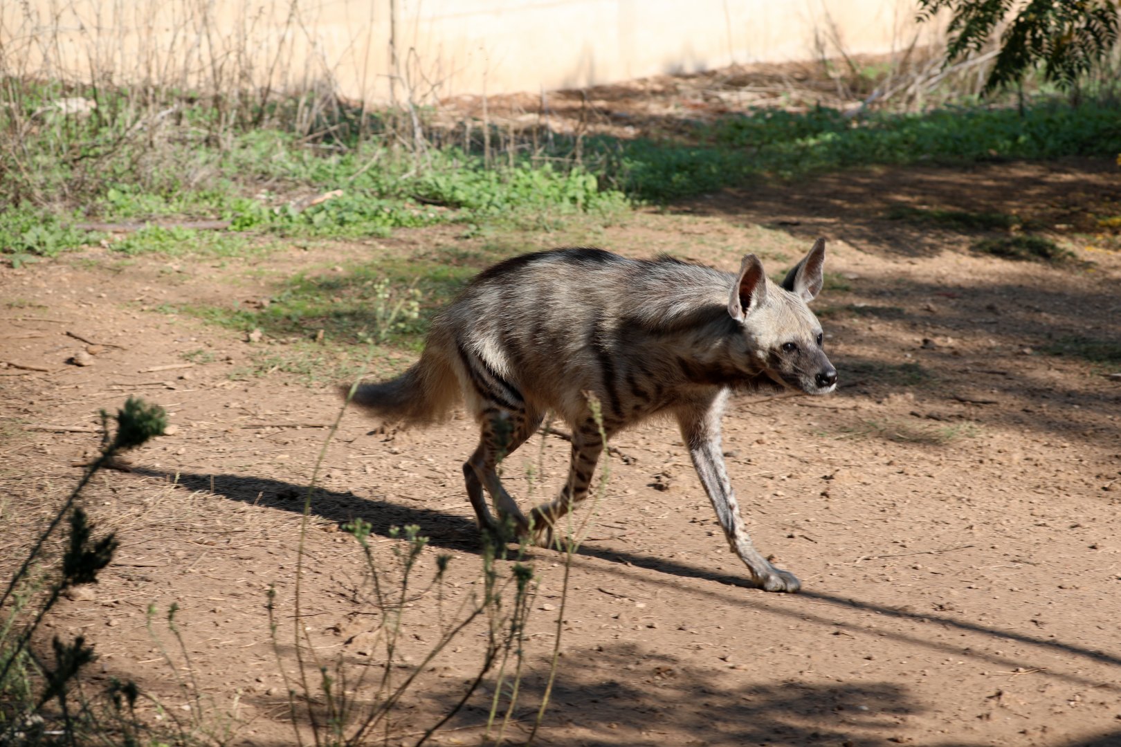 Syrian striped hyaena (Hyaena hyaena syriaca)
