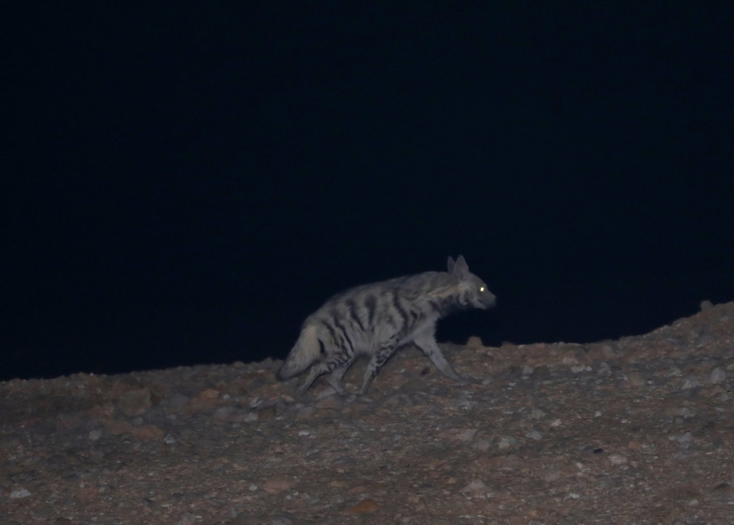 Syrian striped hyena (Hyaena hyaena syriaca)