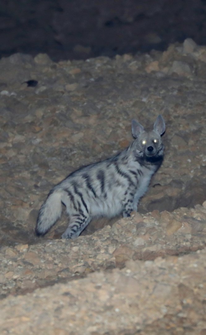 Syrian striped hyena (Hyaena hyaena syriaca)