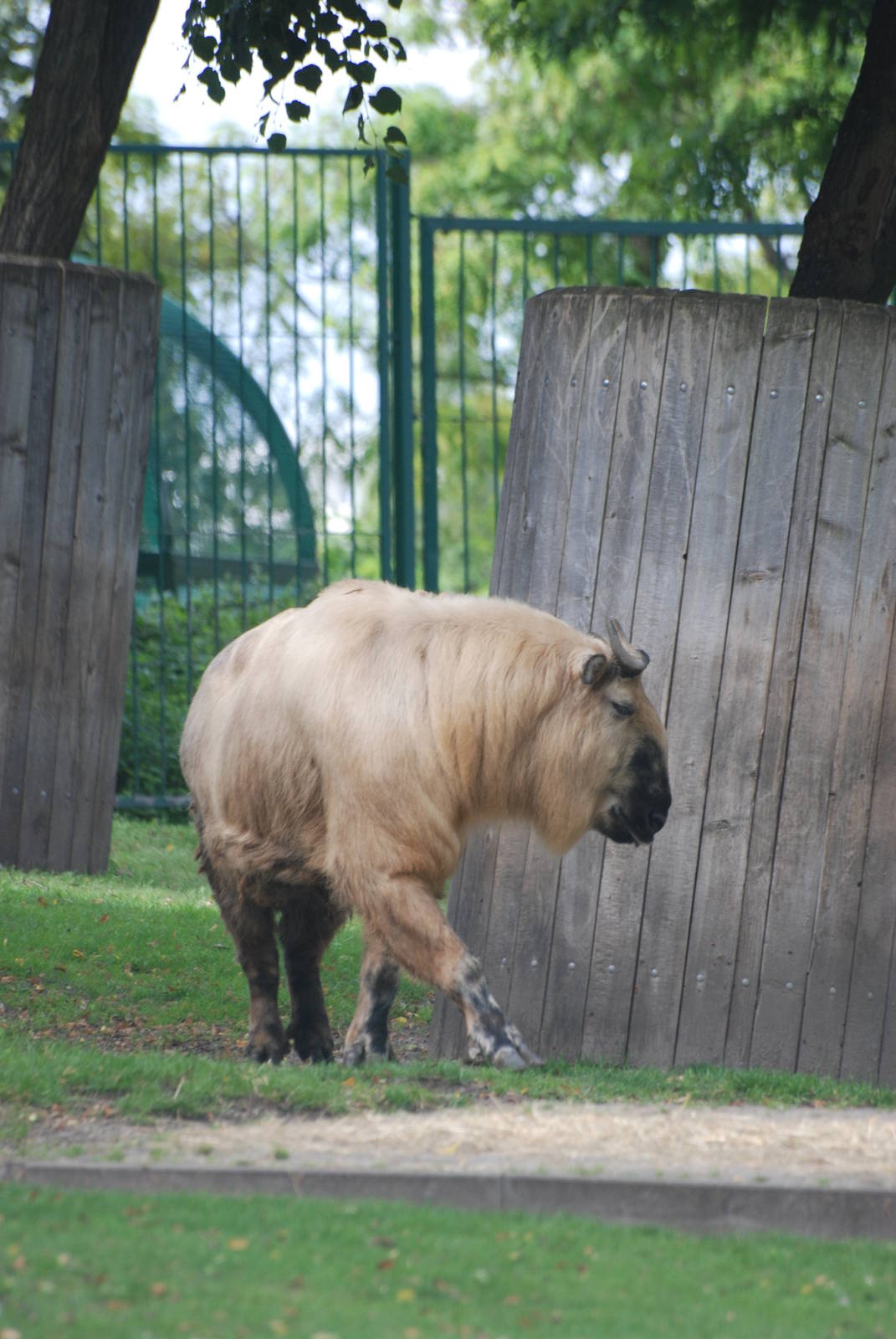 Szechuan Takin at Tierpark Berlin, 30/08/11