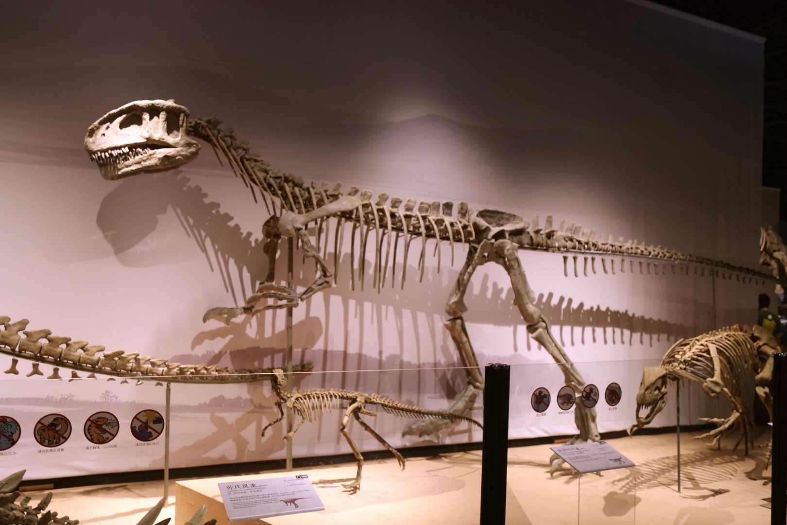 Szechuanosaurus campi, Cast