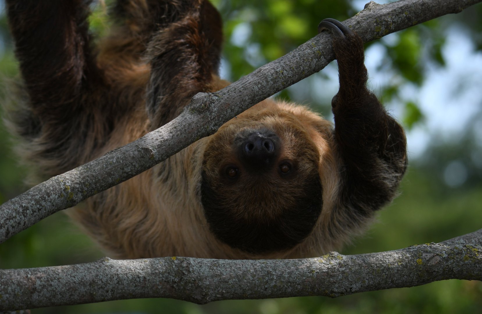 T-Mo, Linnaeus's two-toed sloth