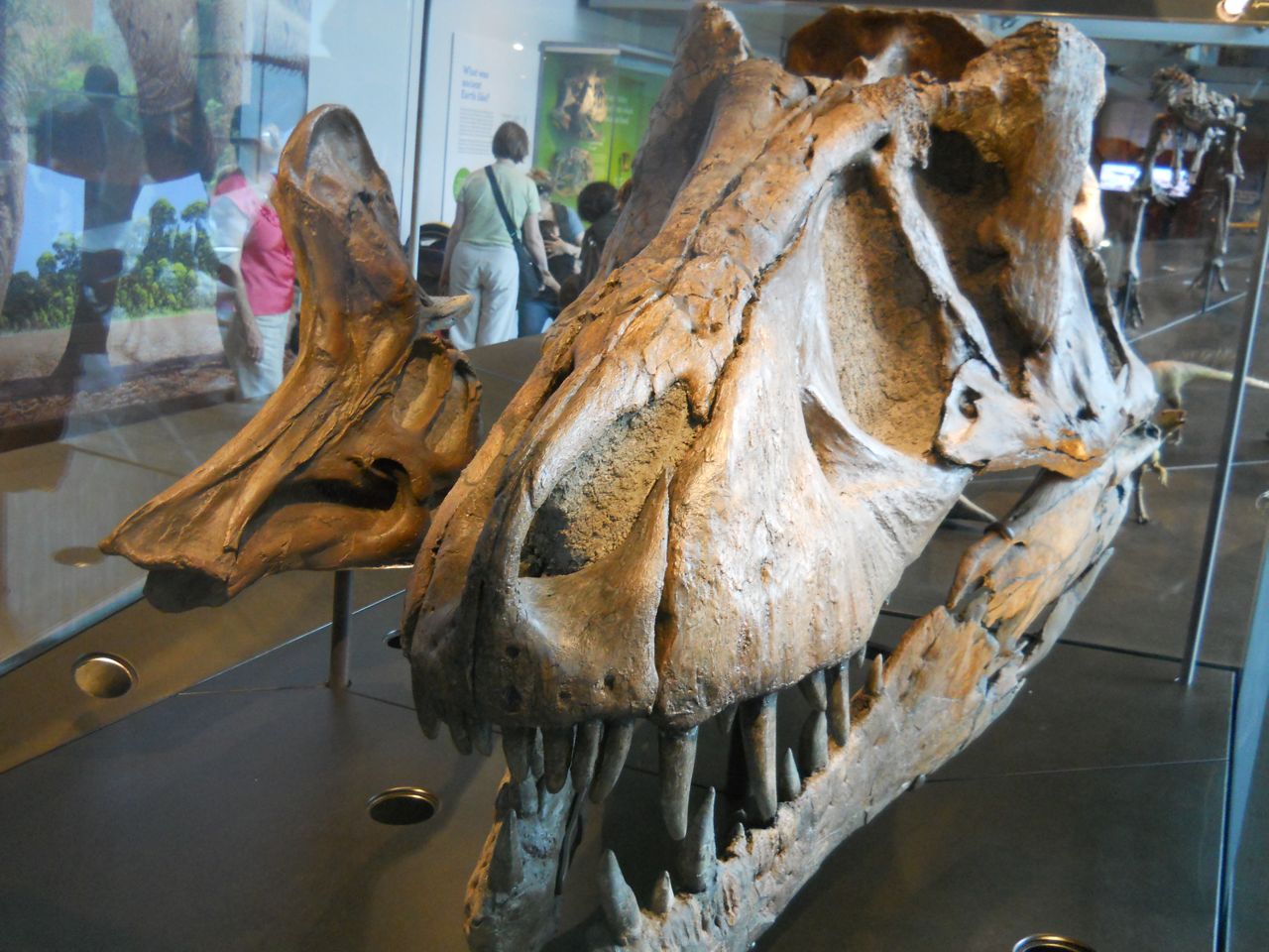 T. rex and Hadrosaur, New Dinosaur Hall.