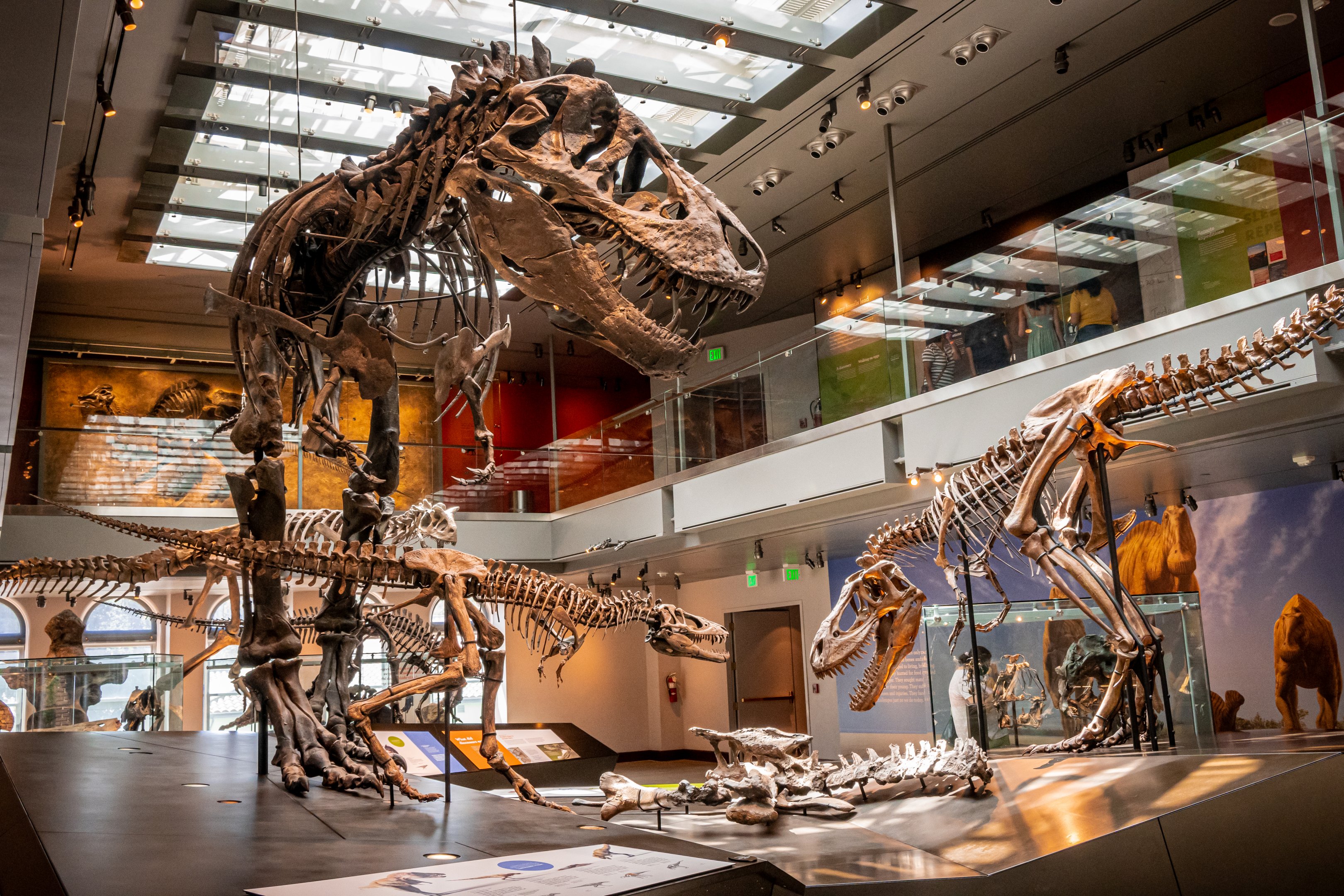 T.Rex Growth display