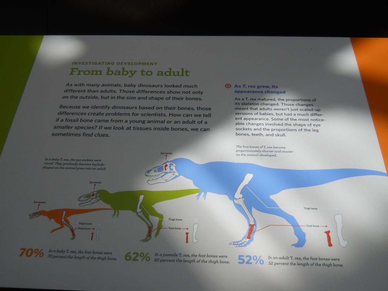 T. rex growth explained