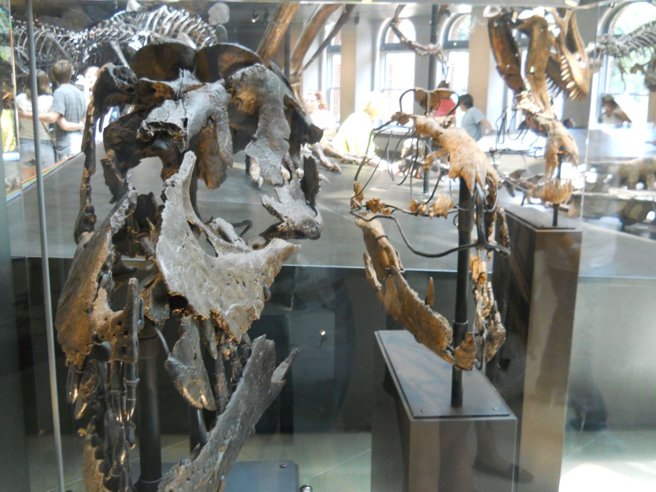 T. rex growth series skulls