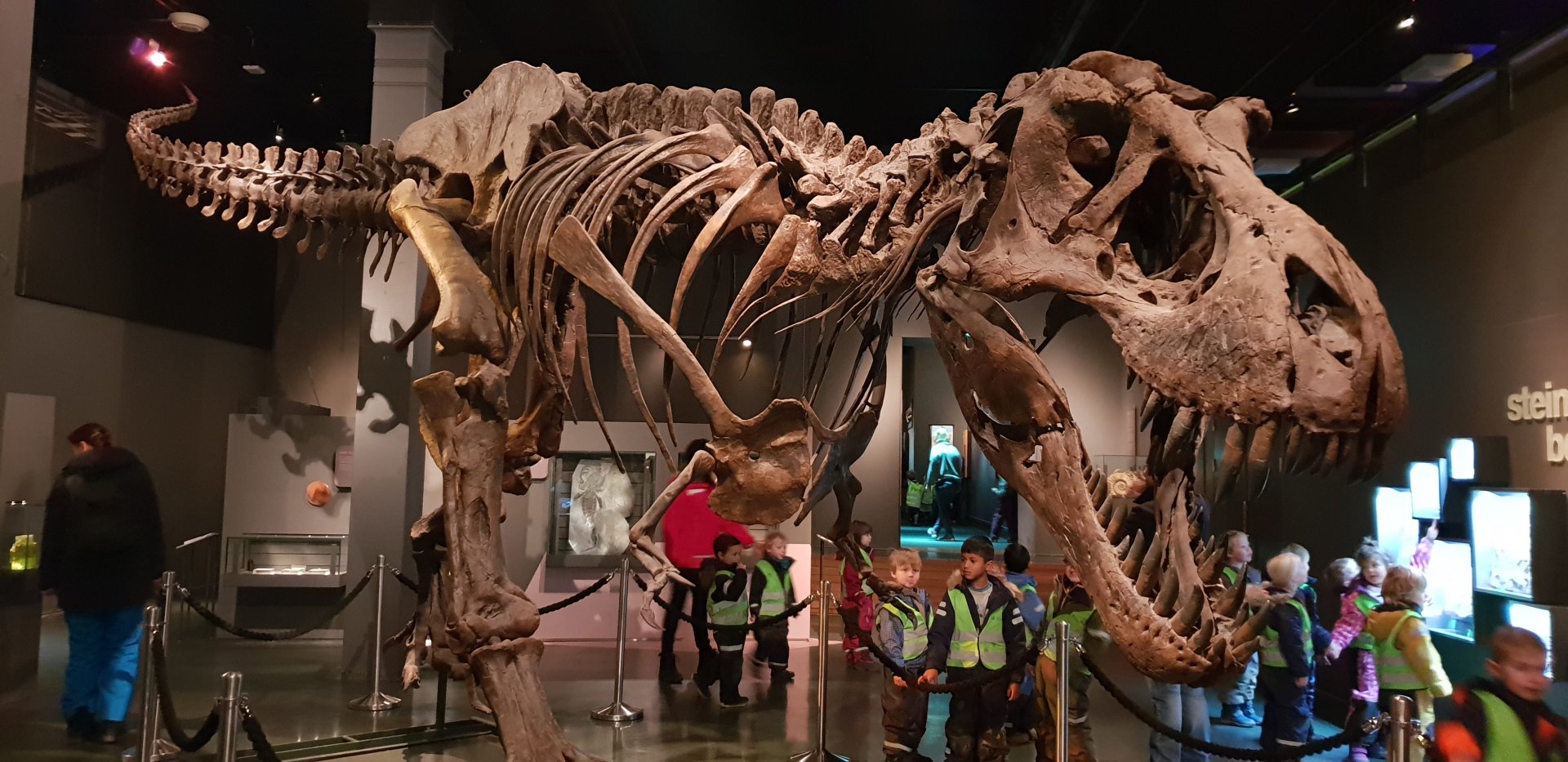 T-Rex  Oslo Natural History Museum