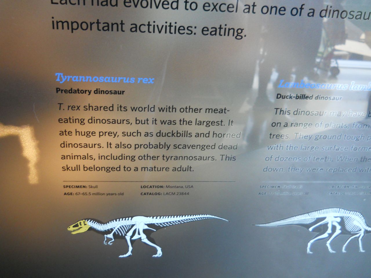 T. Rex skull info, New Dinosaur Hall
