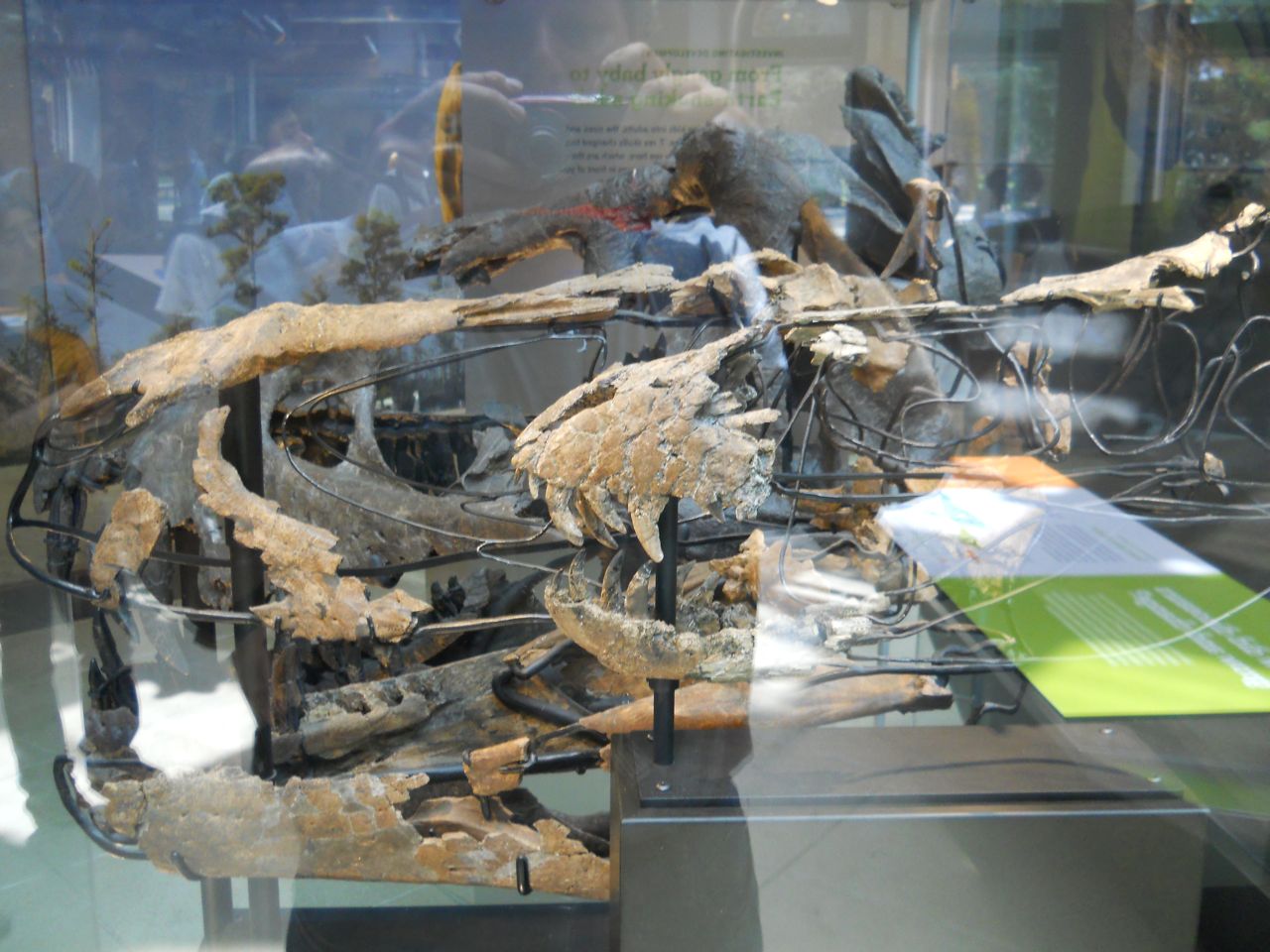 T. rex skulls, New Dinosaur Hall.