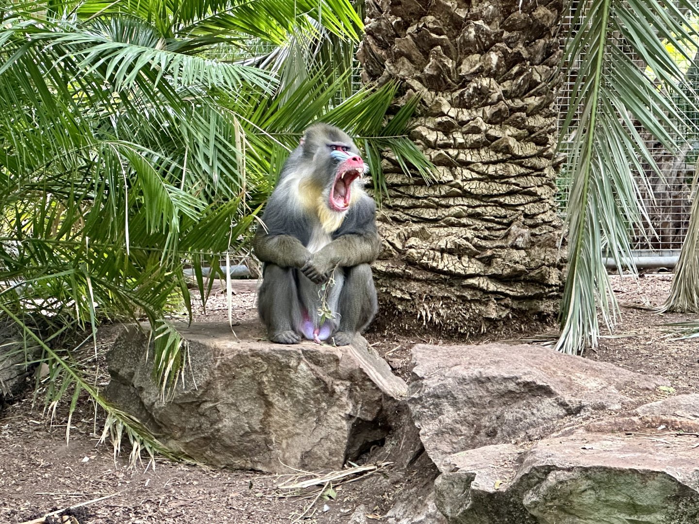 Tabah (Mandrill)