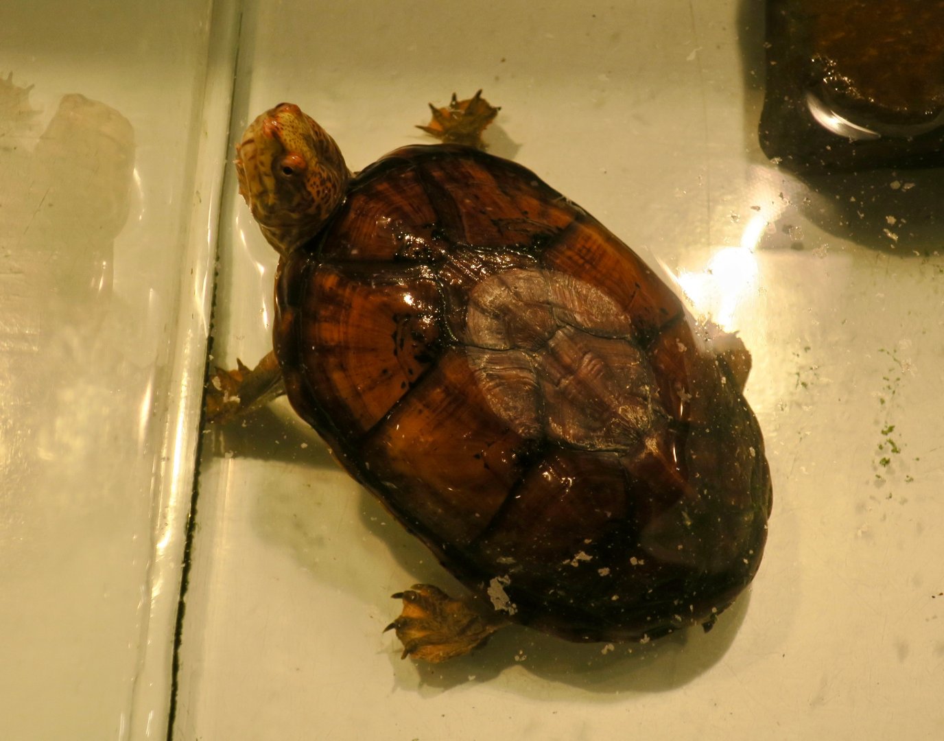 Tabasco Mud Turtle (Kinosternon acutum)