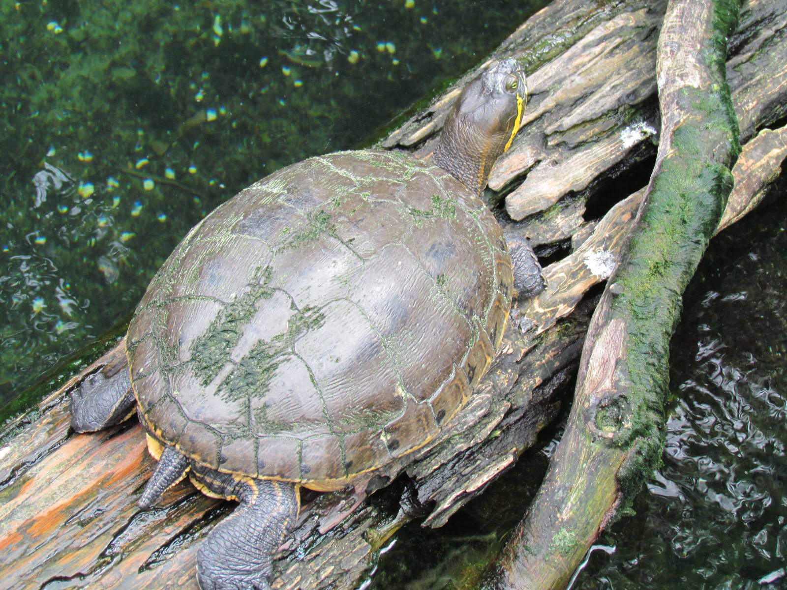 Tabasco Slider in the Aviary
