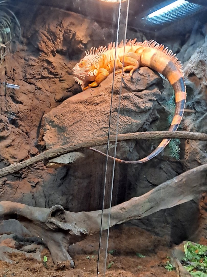 Tabasco the (red) Green Iguana (11/14/24)