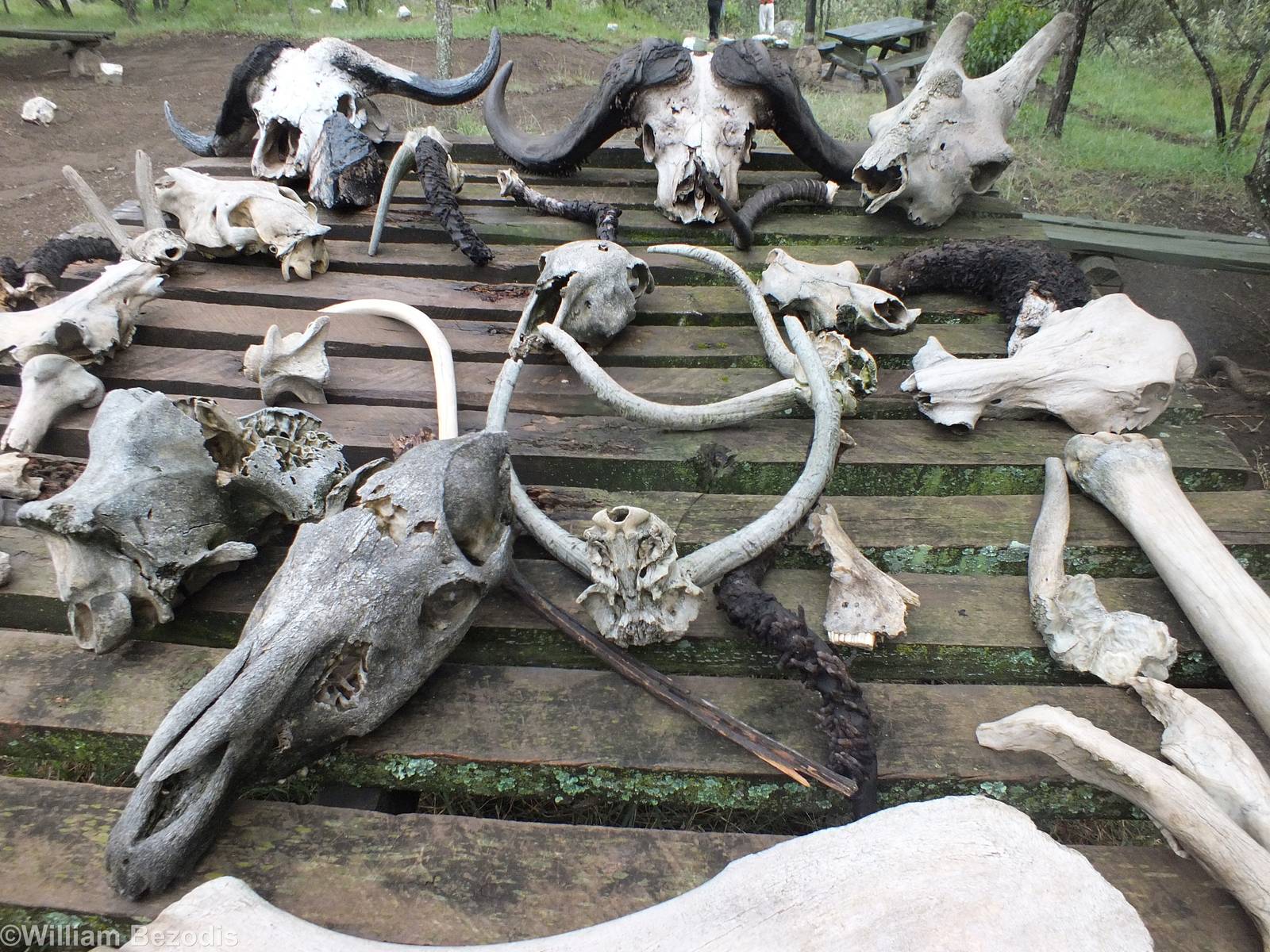 Table of Bones - Hell's Gate National Park