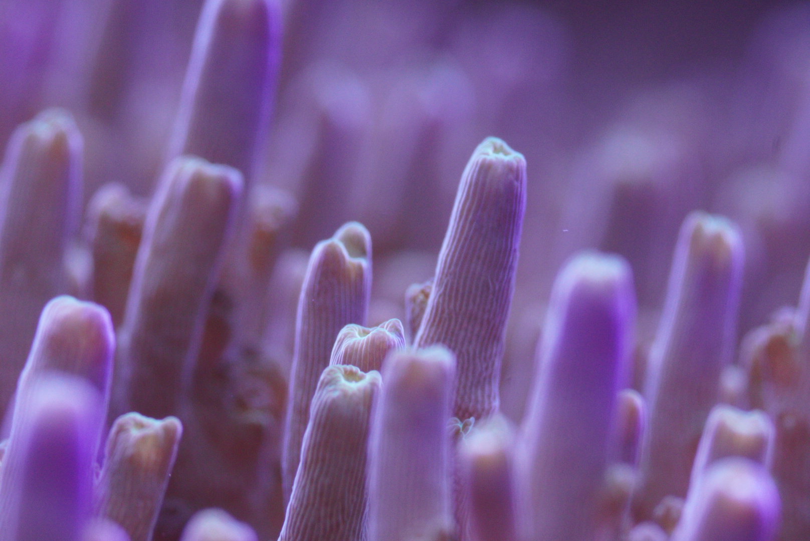 Tabling Acropora