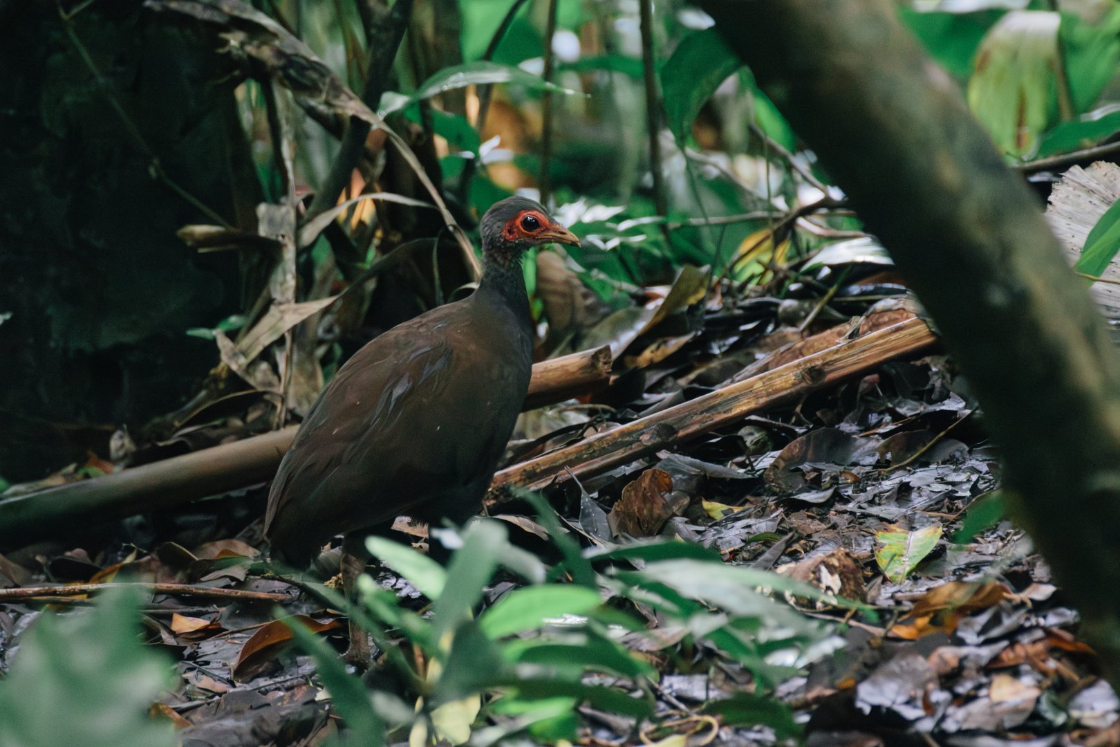 Tabon Scrubfowl (Megapodius cumingii)