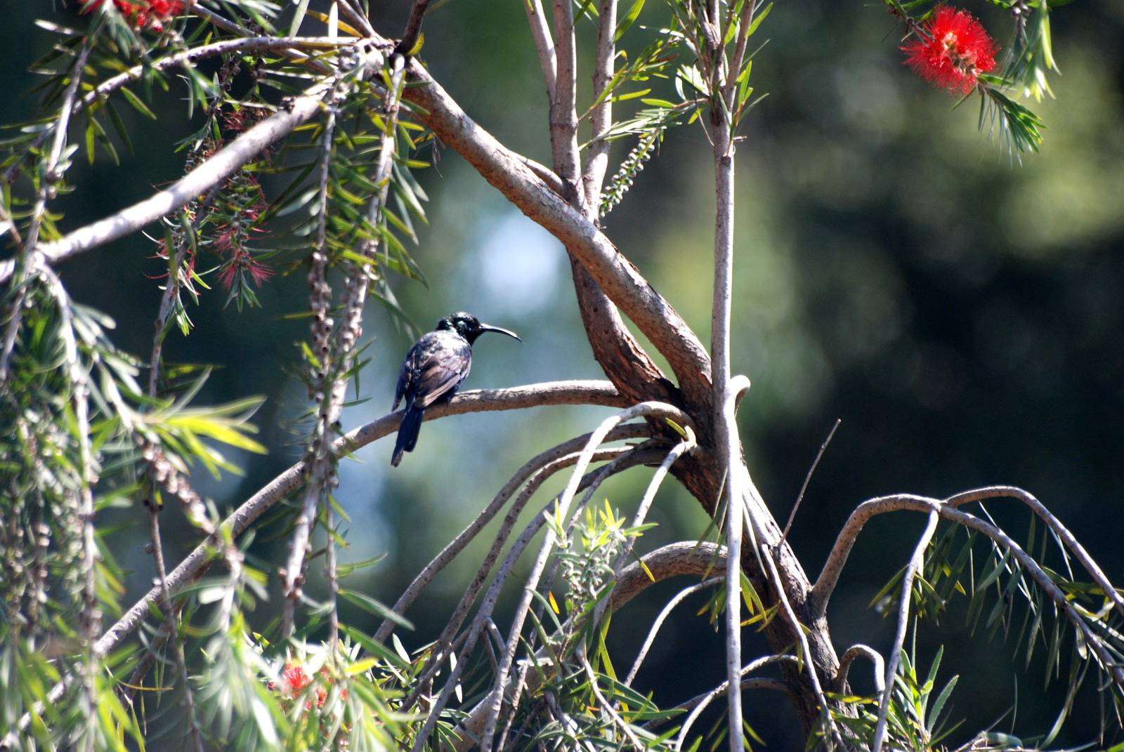 Tacazze Sunbird at Shashemene, 17/10/14