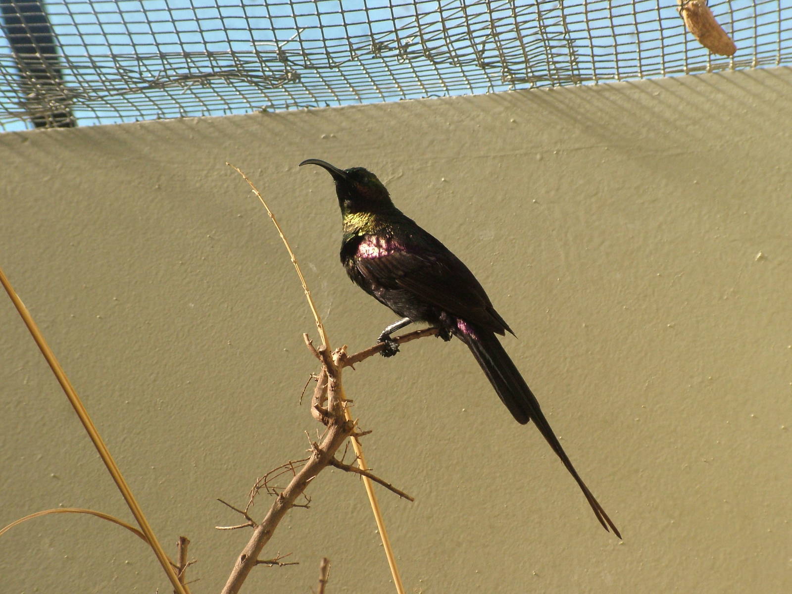 Tacazze Sunbird at Wilhelma, Stuttgart 02/09/10