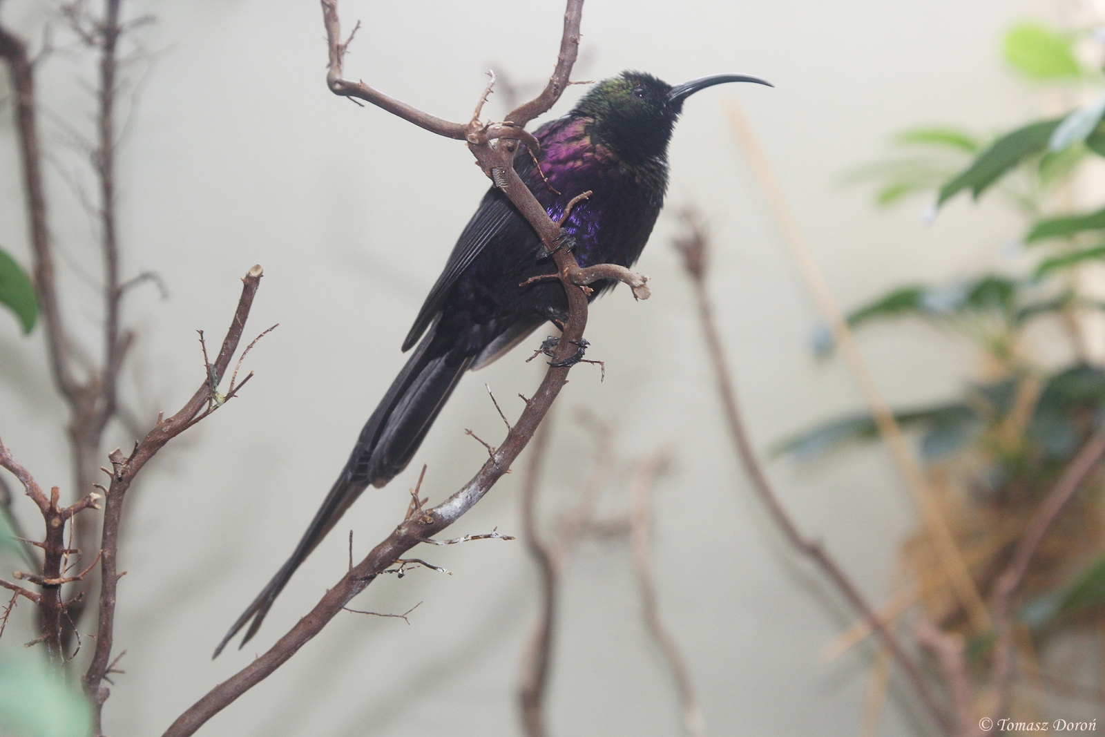 Tacazze Sunbird (Nectarinia tacazze) male