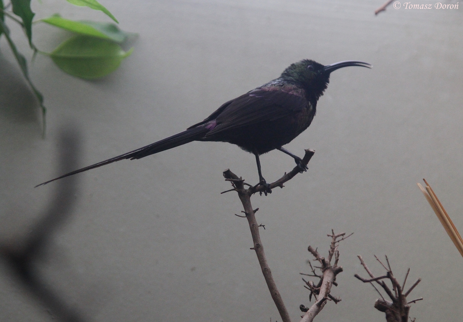 Tacazze Sunbird (Nectarinia tacazze) male