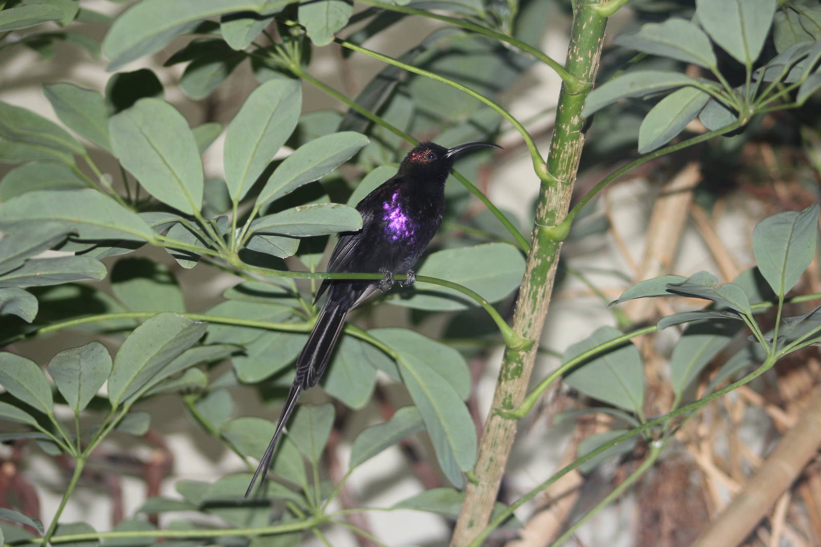 Tacazze sunbird