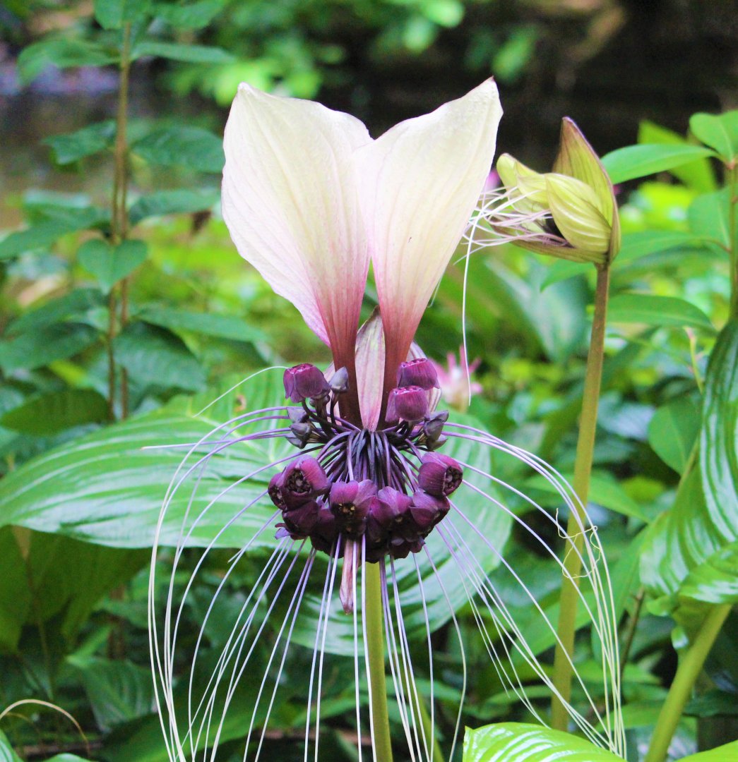 Tacca integrifolia / White Bat Lily